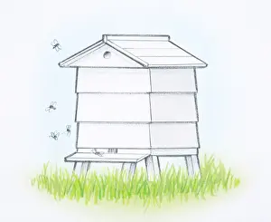 Beehive Prints: Wooden beehive on grass, front view