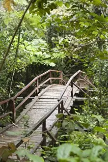 Images Dated 15th May 2013: Wooden bridge leading into the dense jungle, primary forest, Andasibe-Mantadia National Park