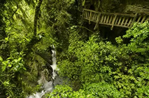 Rain Forest Gallery: Wooden bridge on the trail to Natural Bridge, Te Anga region, North Island, New Zealand
