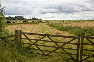 Images Dated 23rd July 2017: A wooden farm gate leads into a field of mown hay grazed by cattle near to Reedham