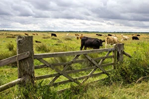 Wooden Gallery: A wooden farm gate leads into a field of mown hay grazed by cattle near to Reedham