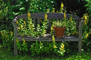 Wooden garden bench with Loosestrife -Lysimachia- growing through, Eckental, Middle Franconia, Bavaria, Germany