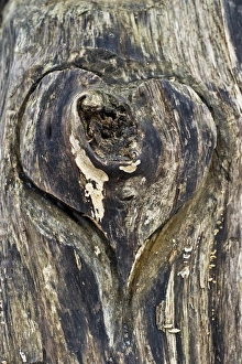 Images Dated 26th January 2013: Wooden heart carved Into a tree trunk, Germany