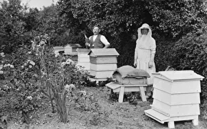 Wooden Hives