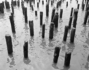 Wooden Gallery: Wooden pilings in water