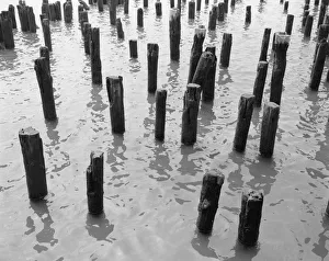 Wooden Gallery: Wooden pilings in water