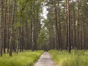 Trail Prints: Woodland with conifers and birch trees