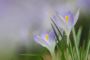 Crocus Prints: Woodland crocus, Tomasinis crocus -Crocus tommasinianus-