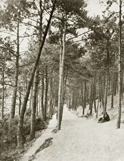 Woodland Path