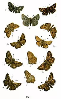 Insect Lithographs Collection: Woodland Skipper, Lepidoptera, Butterfly, Animal, Animal Limb, Animal Themes, Arrangement