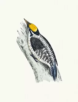 Woodpecker Gallery: Woodpecker bird