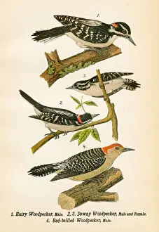 Woodpecker Prints: Woodpecker bird lithograph 1890