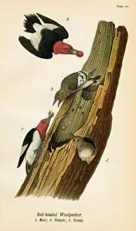 Woodpecker Gallery: Woodpecker bird lithograph 1890