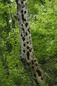 Piciformes Gallery: Woodpecker holes in a dead tree