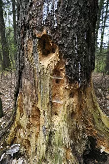 Images Dated 1st May 2013: Woodpecker holes in a Spruce -Picea abies-, Hiltpoltstein, Upper Franconia, Bavaria, Germany