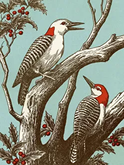 Woodpecker Gallery: Woodpeckers