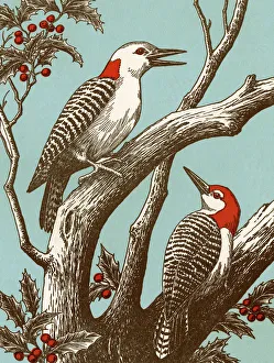 Woodpecker Gallery: Woodpeckers