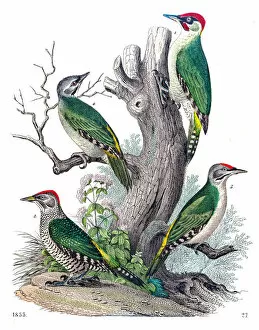 Woodpecker Gallery: Woodpeckers engraving 1853