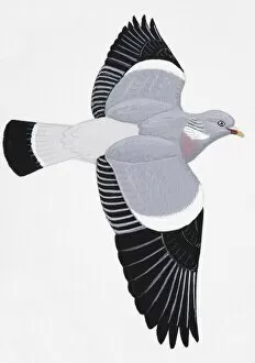 Images Dated 28th February 2007: Woodpigeon (Columba palumbus), adult