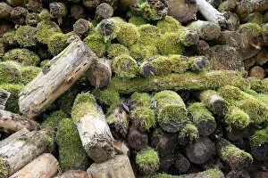 Picture Detail Collection: Woodpile covered with moss, Allgau, Bavaria, Germany