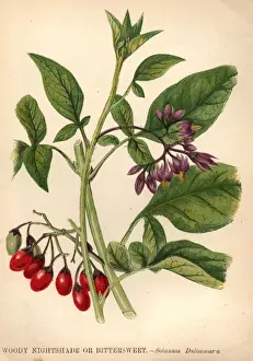Woody Nightshade