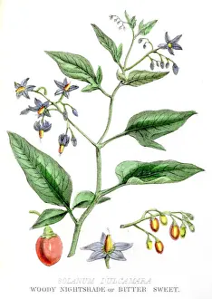 Woody nightshade poison engraving 1857