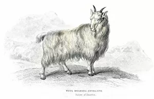 Images Dated 25th May 2017: Wool antelope lithograph 1884