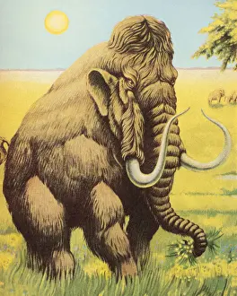 Tusk Prints: Woolly Mammoth