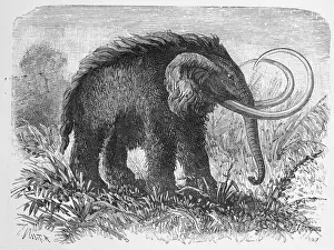 Woolly Mammoth