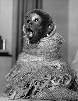 Bedfordshire Prints: Woolly Monkey