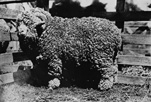 Ram Animal Prints: Woolly Ram
