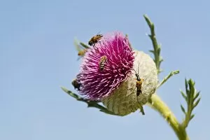 Woolly Thistle -Cirsium eriophorum-, inflorescence with insects, Thuringia, Germany