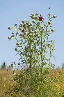 Woolly Thistle -Cirsium eriophorum-, Thuringia, Germany