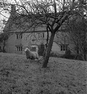 Farm A Prints: Woolsthorpe Manor