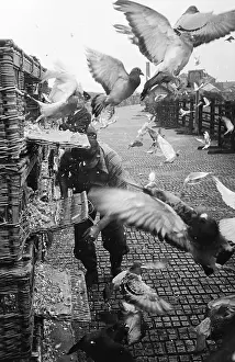Pigeon Prints: The Word Go