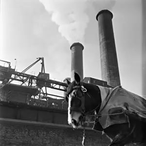 Working Animal Prints: The Work Horse