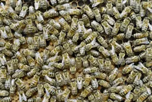 Seal Animal Prints: Worker bees on sealed brood comb