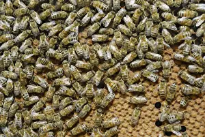 Fill Prints: Worker bees on sealed brood comb