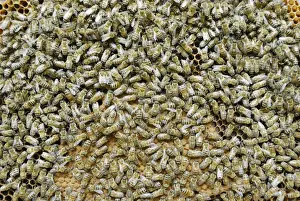 Seal Animal Prints: Worker bees on sealed brood comb