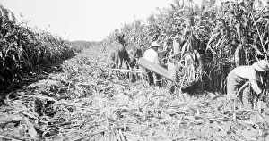 Sugar Prints: Worker Cuts Sugar Cane In Cuba