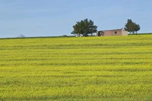 Images Dated 9th August 2006: Workers Cottage on a Hill Covered in Canola