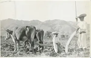 Workers in the Field with Cattle and Plow