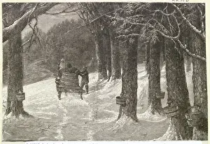 Workers Gathering Maple Sap