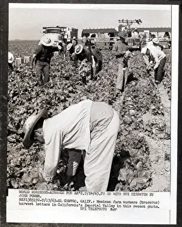 Workers Harvesting Lettuce