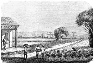 Asian And Indian Ethnicities Prints: Workers harvesting on a tea plantation in Japan