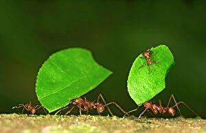 Four Animals Collection: Workers of Leafcutter Ants -Atta cephalotes- carrying leaf pieces into their nest