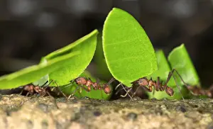 Madre De Dios Prints: Workers of Leafcutter Ants -Atta cephalotes- carrying leaf pieces into their nest