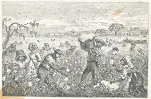 Workers Picking Cotton