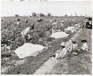 Harvest Prints: Workers Picking Cotton