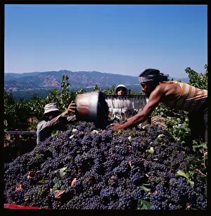 Hard Prints: Workers Picking Grapes